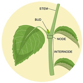 stem cutting image