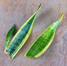 snake plant leaf cutting image