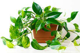 Pretty Pothos